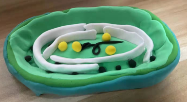 走近细胞的世界探索生命的奥秘高一年级生物模型作品展